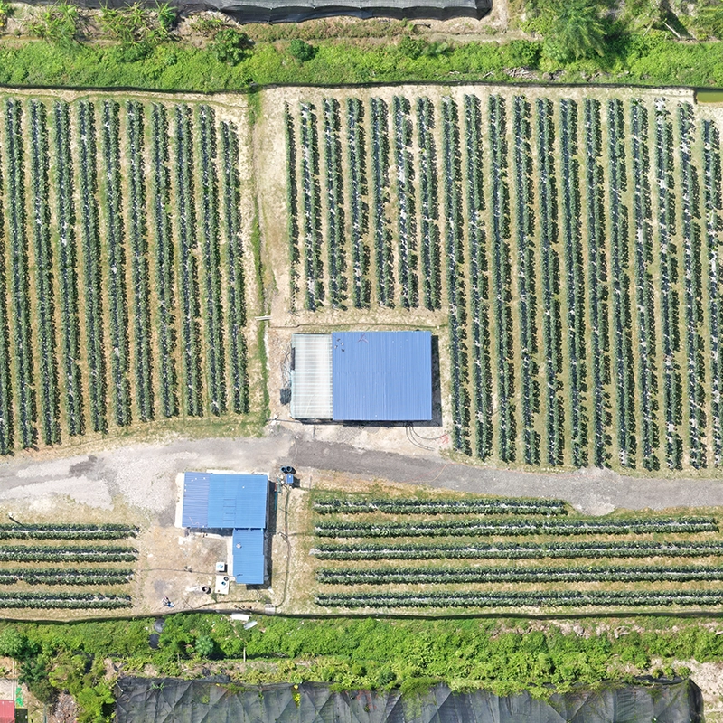 Orthomosaic mapping sample 5